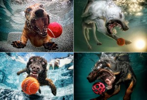 Underwater dogs by Seth Casteel 1