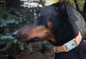 ALU-Collar-6-LumberJac