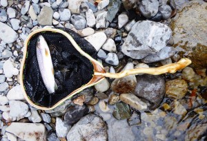 Smallfish-Fly-Fishing-Nets-3-LumberJac