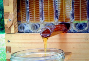 Flow-Beehive-3-LumberJac