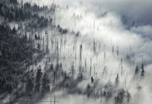 The-Great-Wide-Open-Book-3-LumberJac