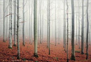 The-Great-Wide-Open-Book-8-LumberJac